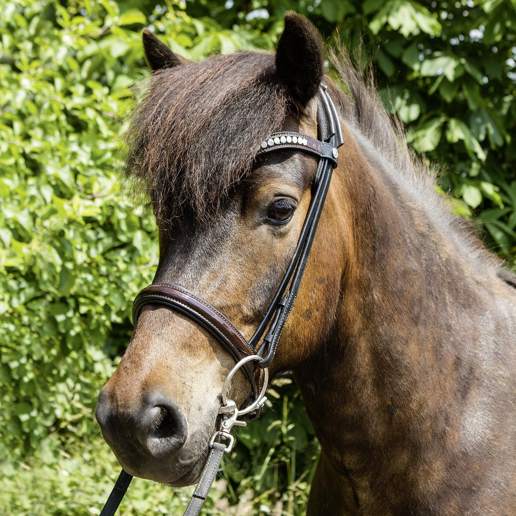 Pegasus® Felsenhof Snaffle Bridle designed for riding Icelandic horses